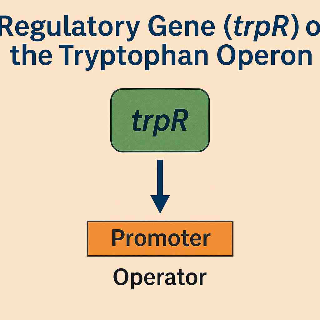 Regulatory Gene (trpR)