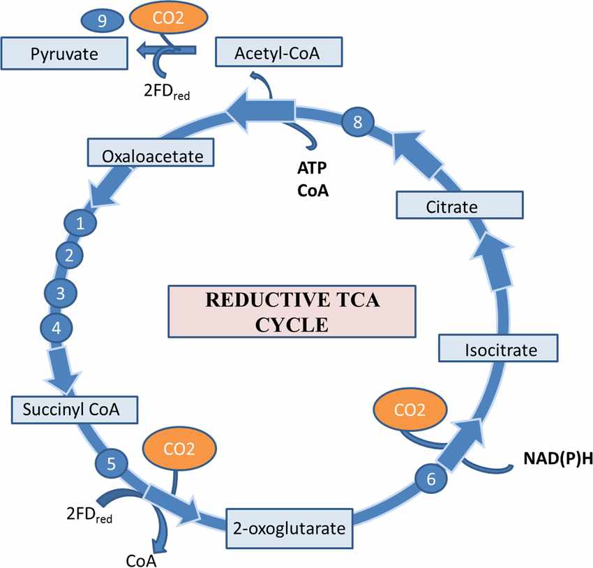 Reverse (Reductive) TCA Cycle