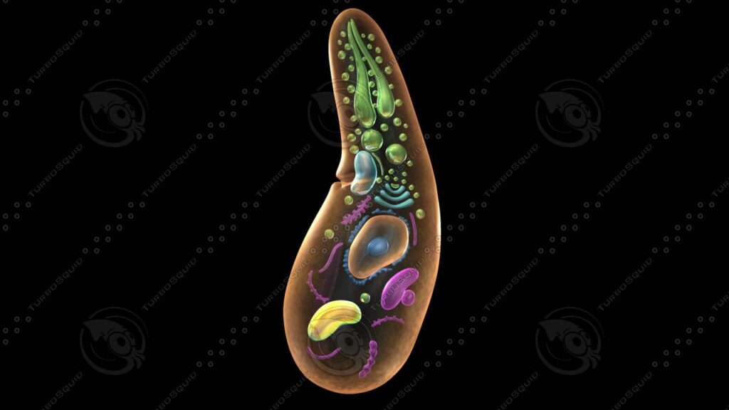 Protozoa