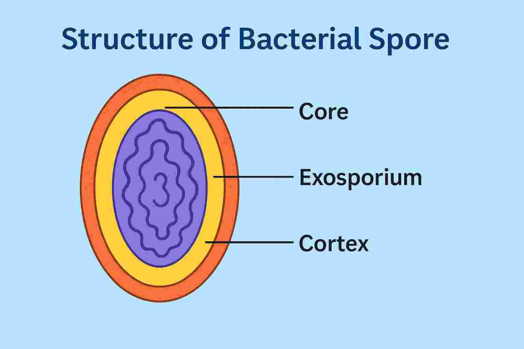 Structure of Bacterial Spore
