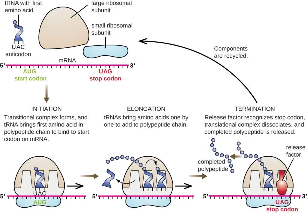 Prokaryotes