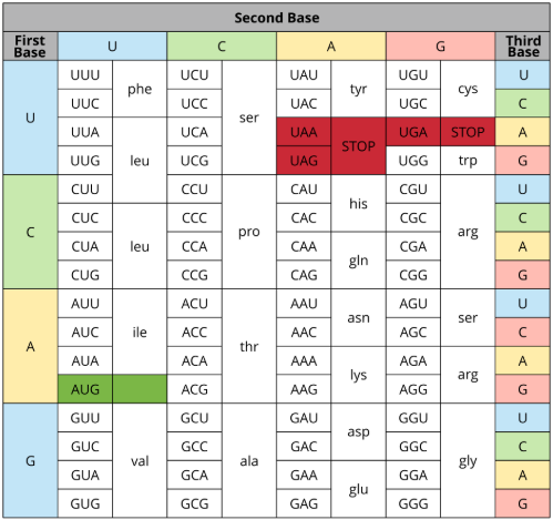 Table of Amino Acids