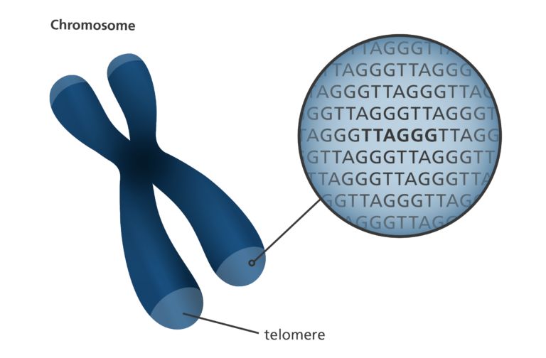 Telomere