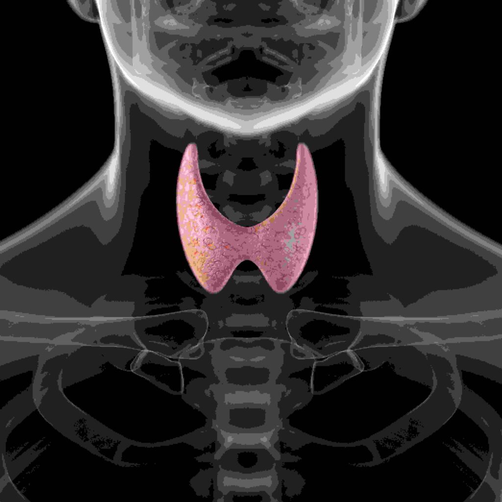Thyroid Gland