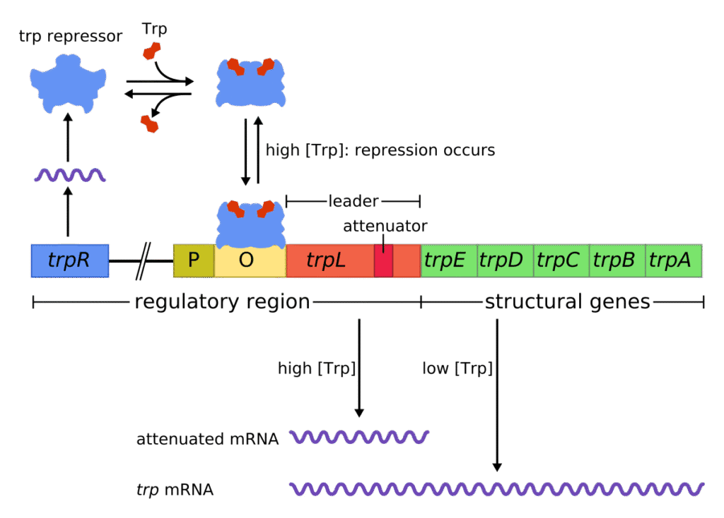 Trpoperon