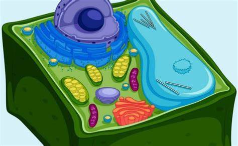 Vegetative Cell and Endospore