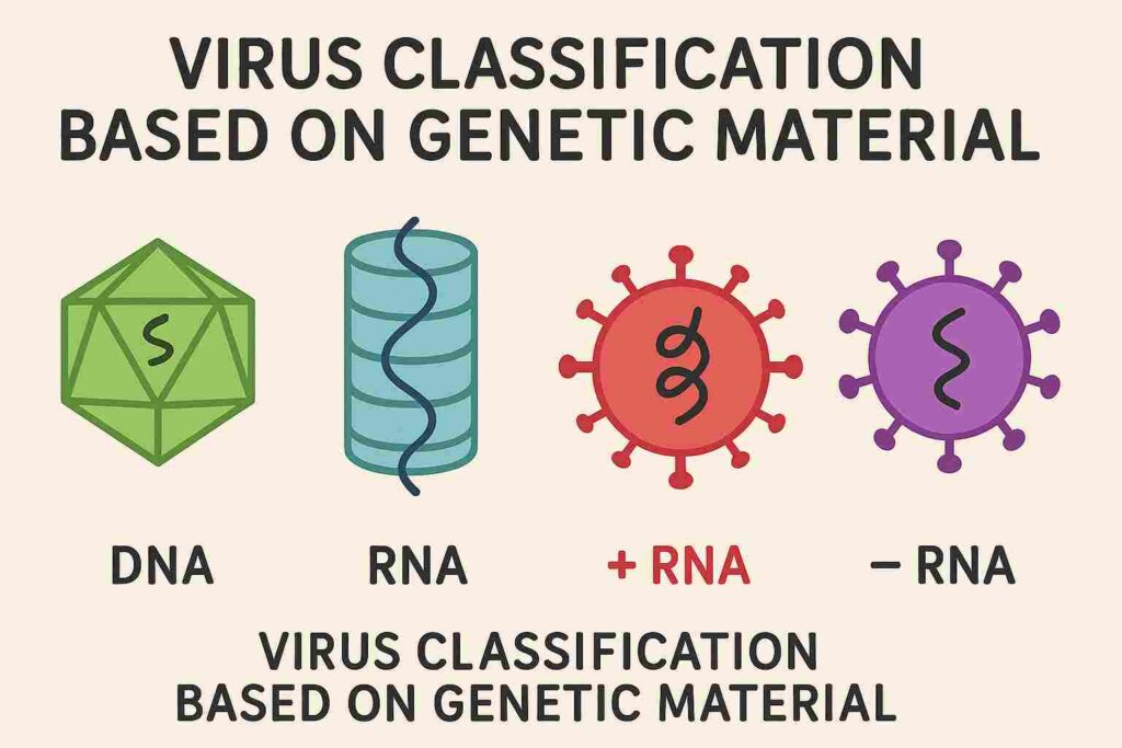 Virus Classification Based on Genetic Material