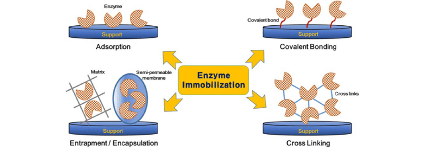 Immobilized Enzymes