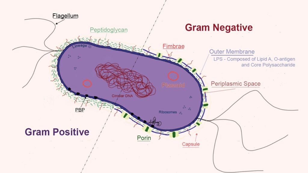 Carbapenemases- Definition, Types, Significance, Bacteria