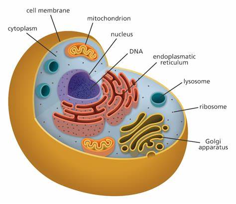 Cell Organelles