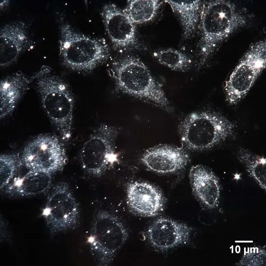 Darkfield Microscope