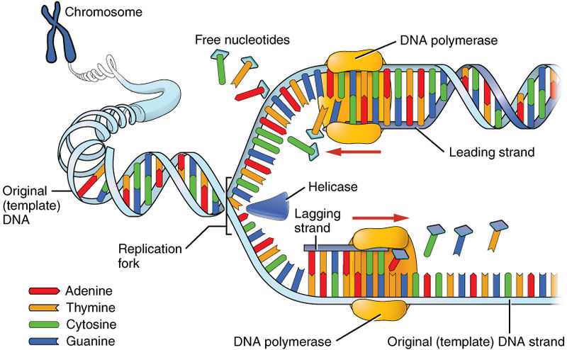 dna replication location