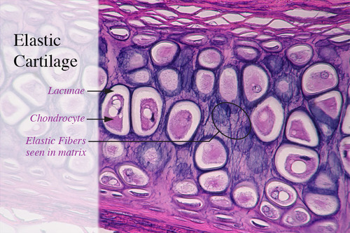 elastic cartilage