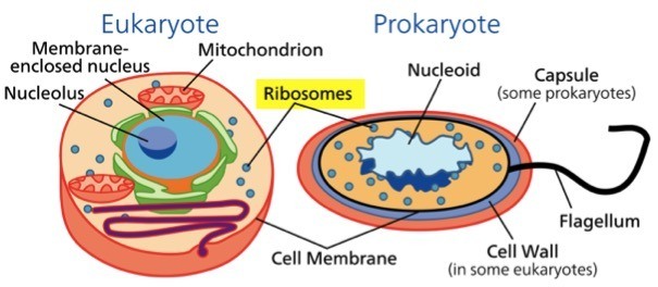 eukaryotic ribosomes prokaryotic ribosomes
