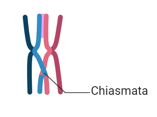formation-of-chiasmata-during-crossing-over