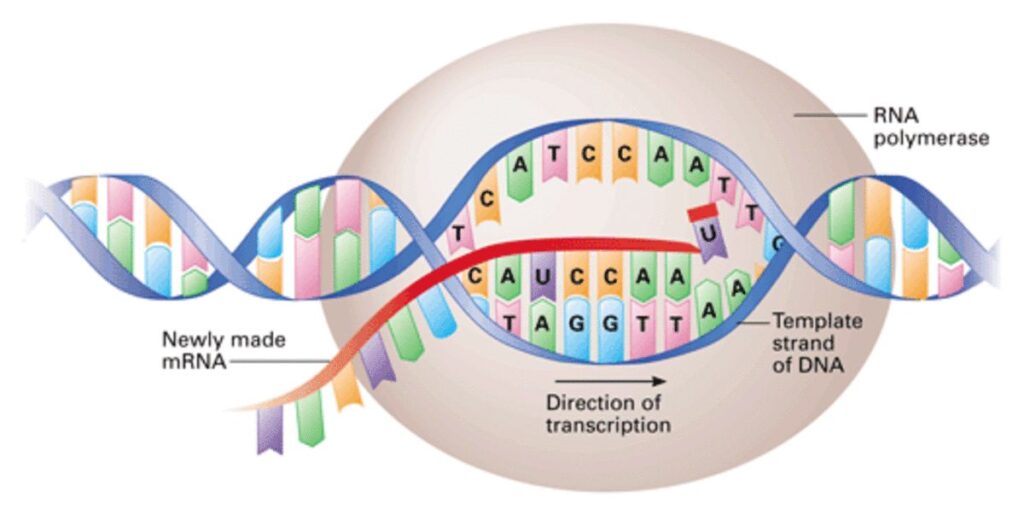 DNA Transcription