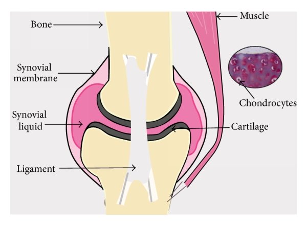 hyaline cartilage