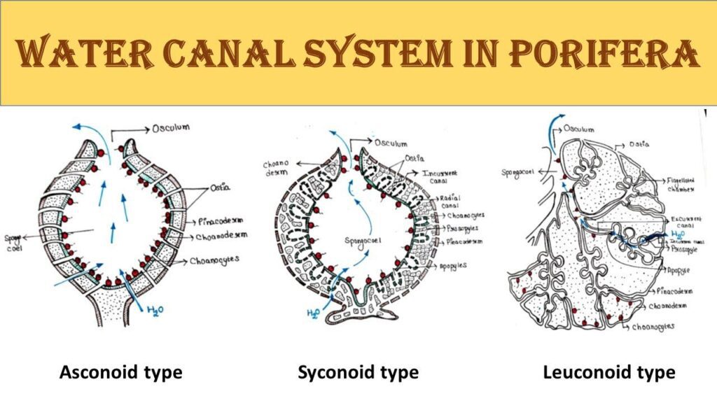 Porifera