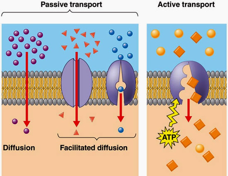 passive and active transport