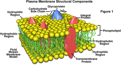 plasmamembrane