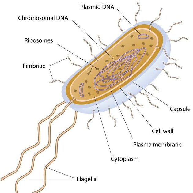 Prokaryotes