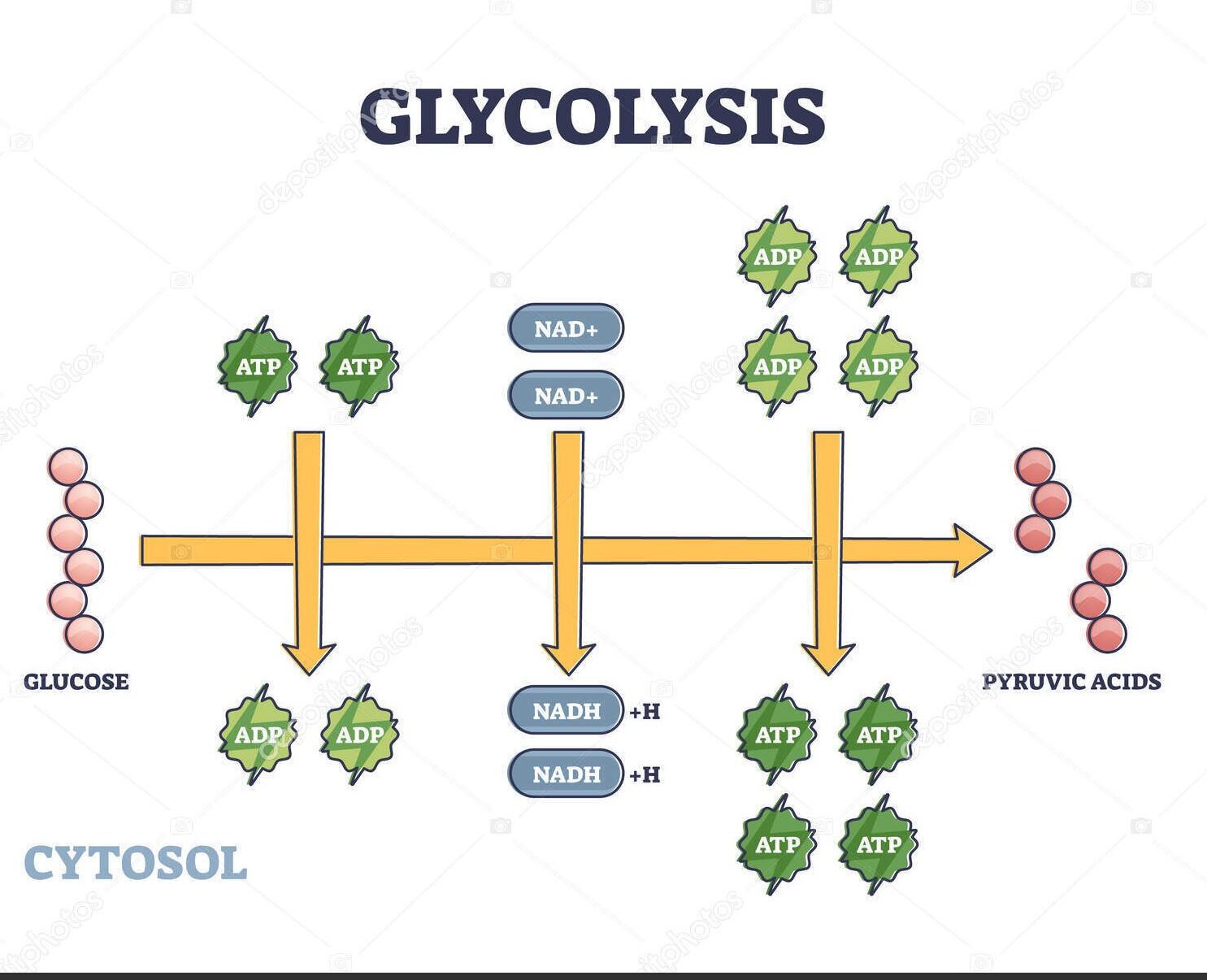 Glycolysis