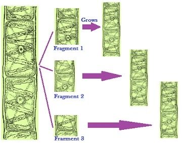 Spirogyra