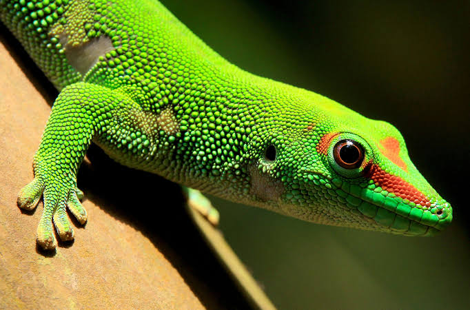 Classification of Animals: Salient Features and Grouping of Non-Chordates and Chordates
