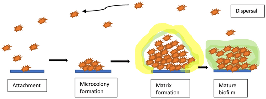 stages-of-biofilm-formation