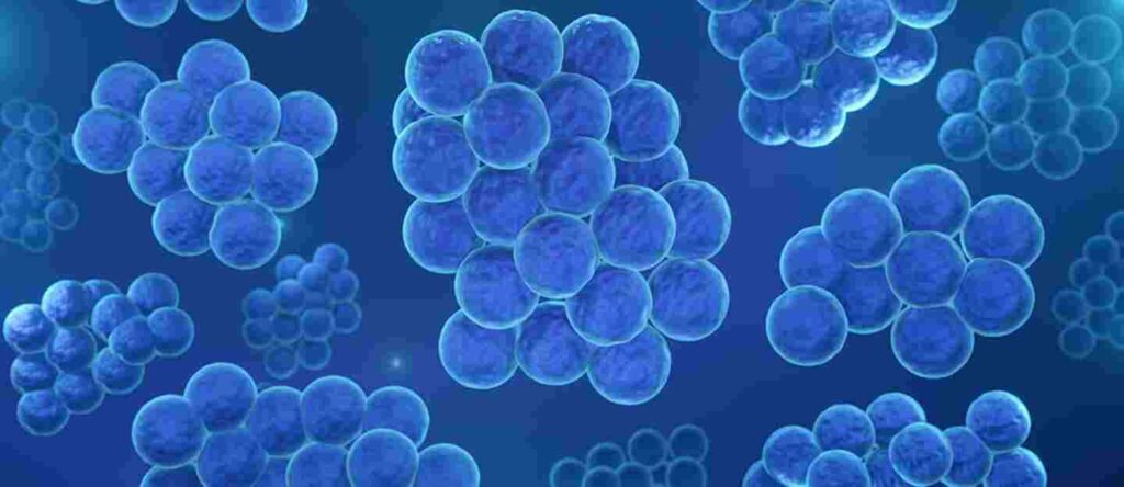 staphylococcus aureus