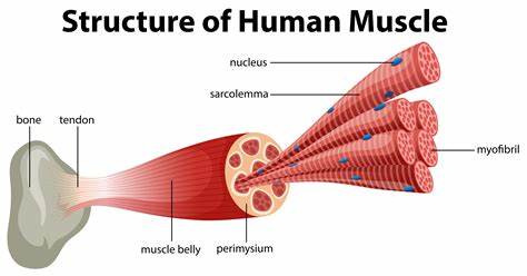 Muscle Contraction