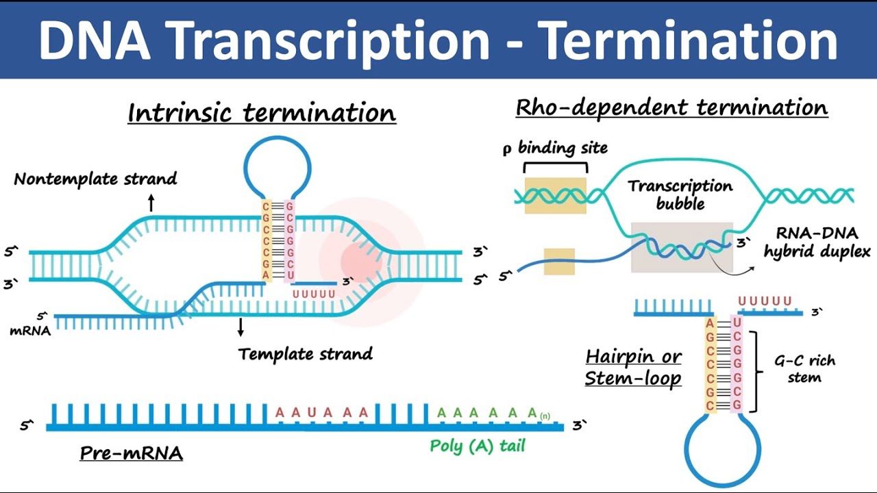 Transcription in Prokaryotes - Best Biology Notes,...