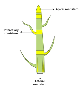 types MeristematicTissue