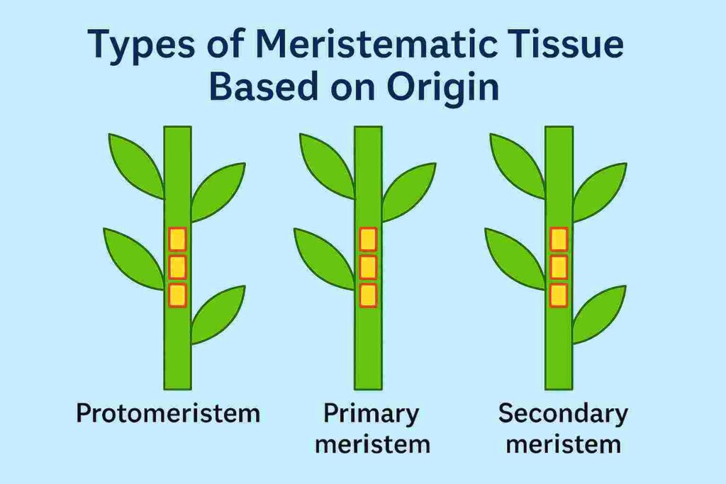 types of MeristematicTissue based on origin